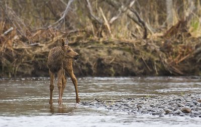 Moose Calf