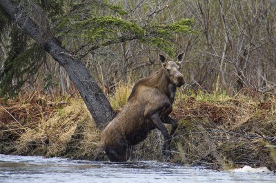 Cow Moose
