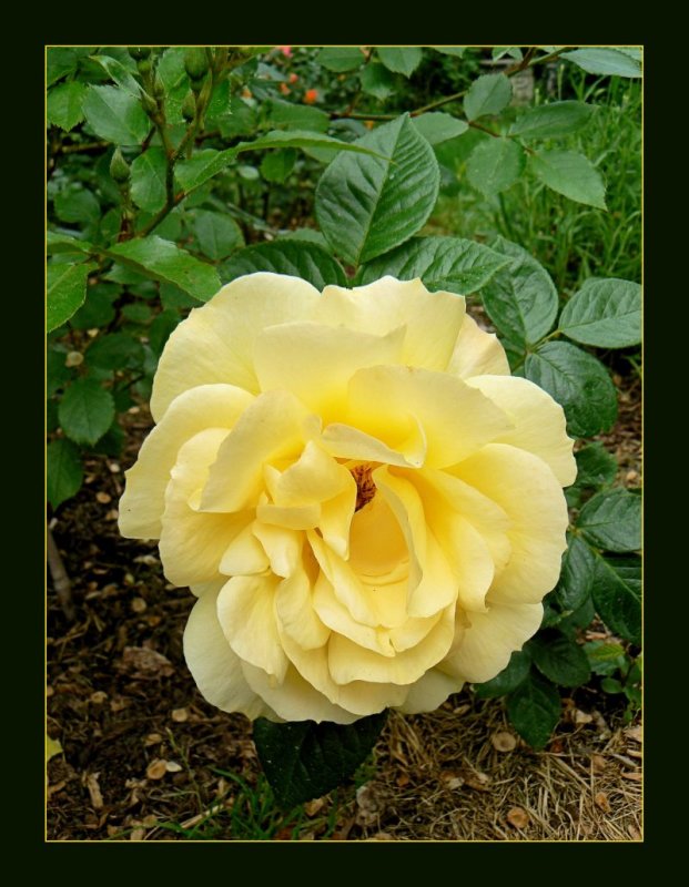 Yellow rose