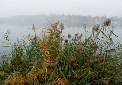 Misty background