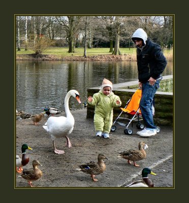 Dancing with swan