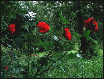 Wild roses in park