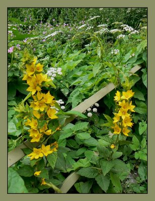 Yellow  and other wild flowers