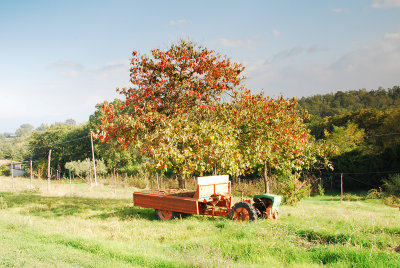 non-foggy_fall_landscape.jpg