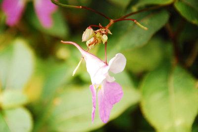macro_6.jpg