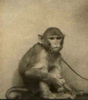 EA_Photo_Restoration_Week_5