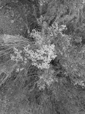 Grayscale_Adjustments.jpg