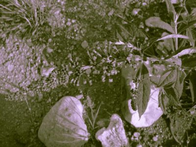 Split_Toning.jpg