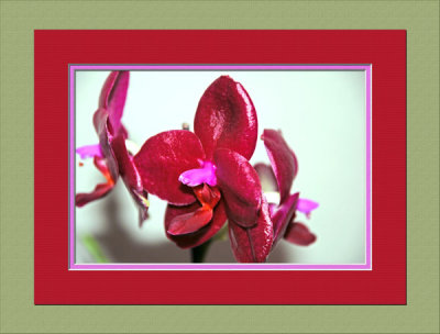 Sharon_Double-Mat_Buds_frame.jpg