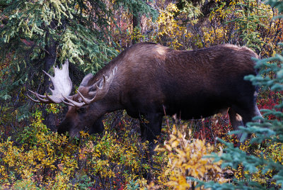 First Moose Sighting