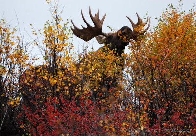 Munching Moose