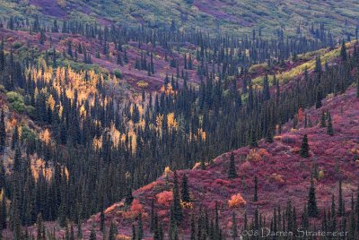 Denali Hwy Roadside View