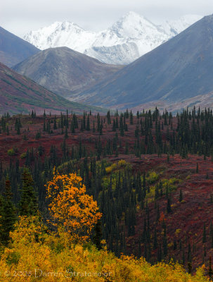 Denali Hwy Roadside View