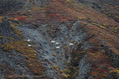 Dall Sheep
