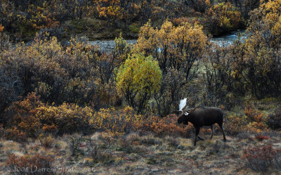 Moose in the Valley