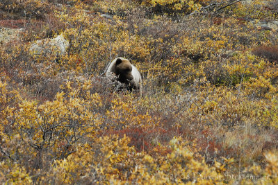 Grizzly Mom Looking for Grub