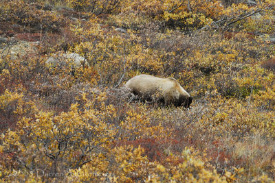 Grizzly Mom Munching