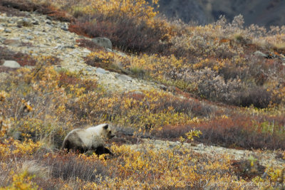 Cub Catching Up to Mom