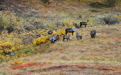 Caribou Grazing
