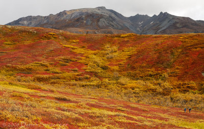 Colorful Tundra