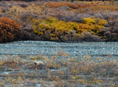 Lone Grizzly