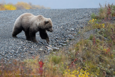 Grizzly Up Close
