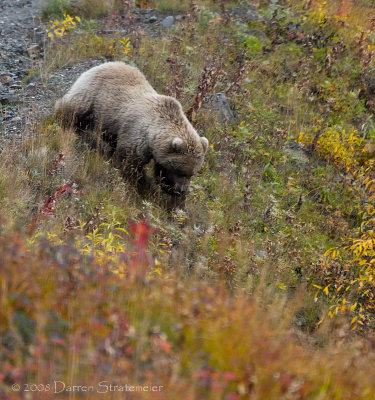 Denali