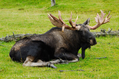 Moose Hanging Out