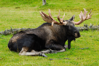 Alaska Wildlife Conservation Center