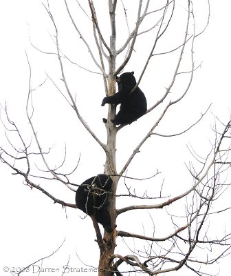 Lazy Black Bears