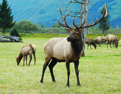 Dad Elk