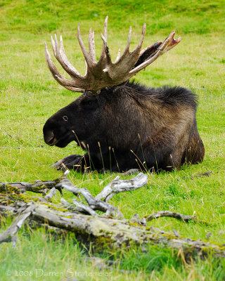 Moose at Rest