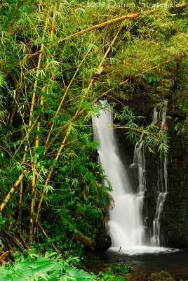The Jungle in Paradise