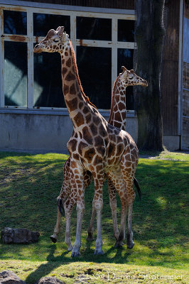Two Headed Giraffe