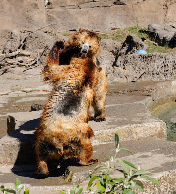 Grizzly High-5