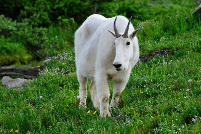 Mountain Goat Pose
