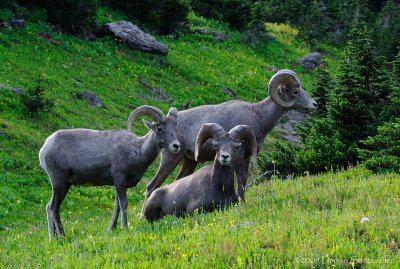 Bighorn Buds