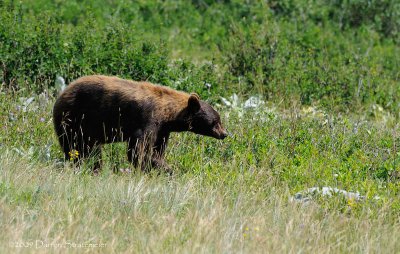 Foraging