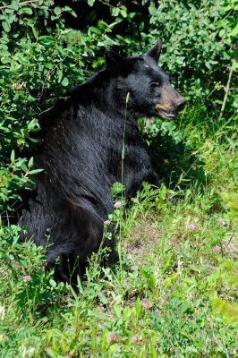 Black Bear Watching Traffic