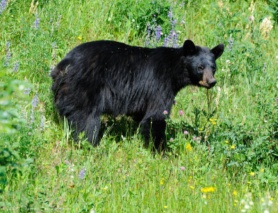 Black Bear Munching