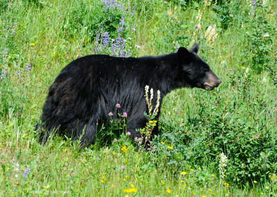 Black Bear Profile