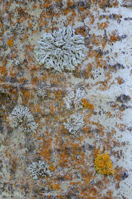 Little-er Life, Lichen on Aspen