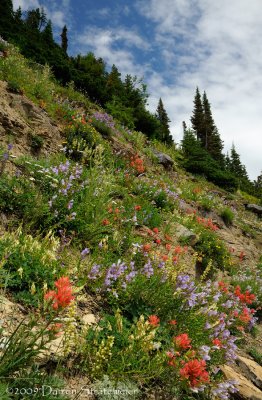 Mountain Side Color