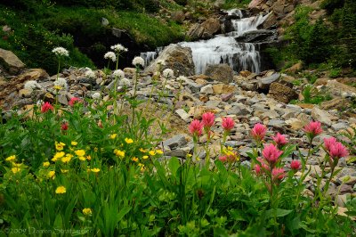 Mountain Flowers and Lunch Creek