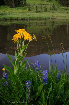 Wildflowers and Reflection