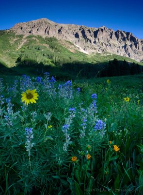 Wildflowers in Elk Mountains