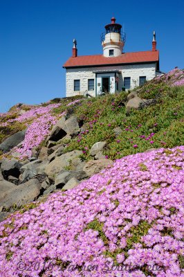 Iceplant and Lighthouse