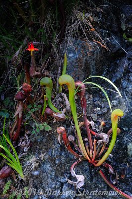 Pitcher Plant