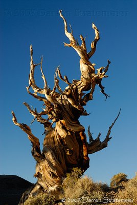 Old Bristlecone Pine