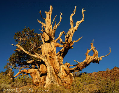Old Bristlecone Pine